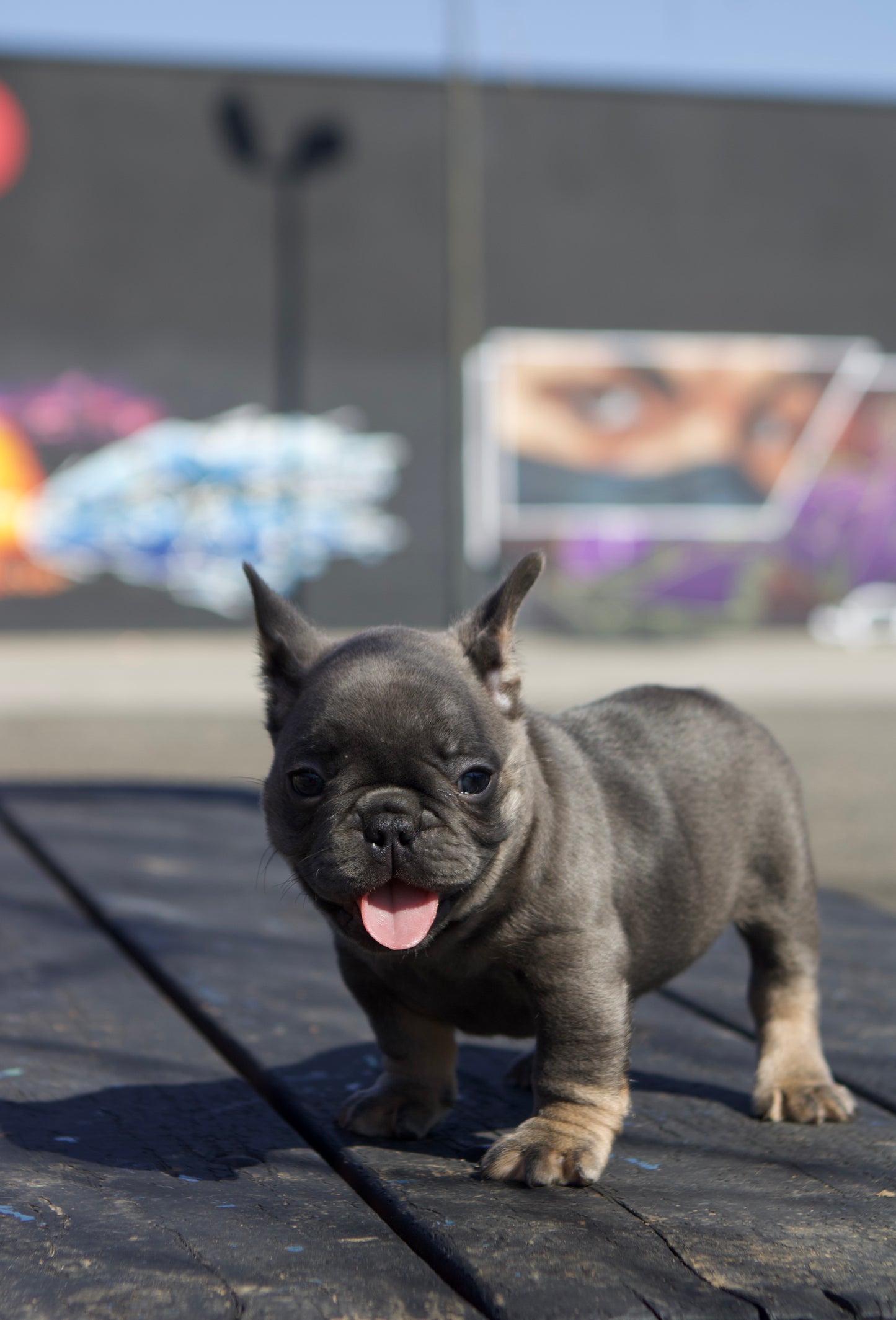 Beard-O Essentials French Bulldog puppy 🐶