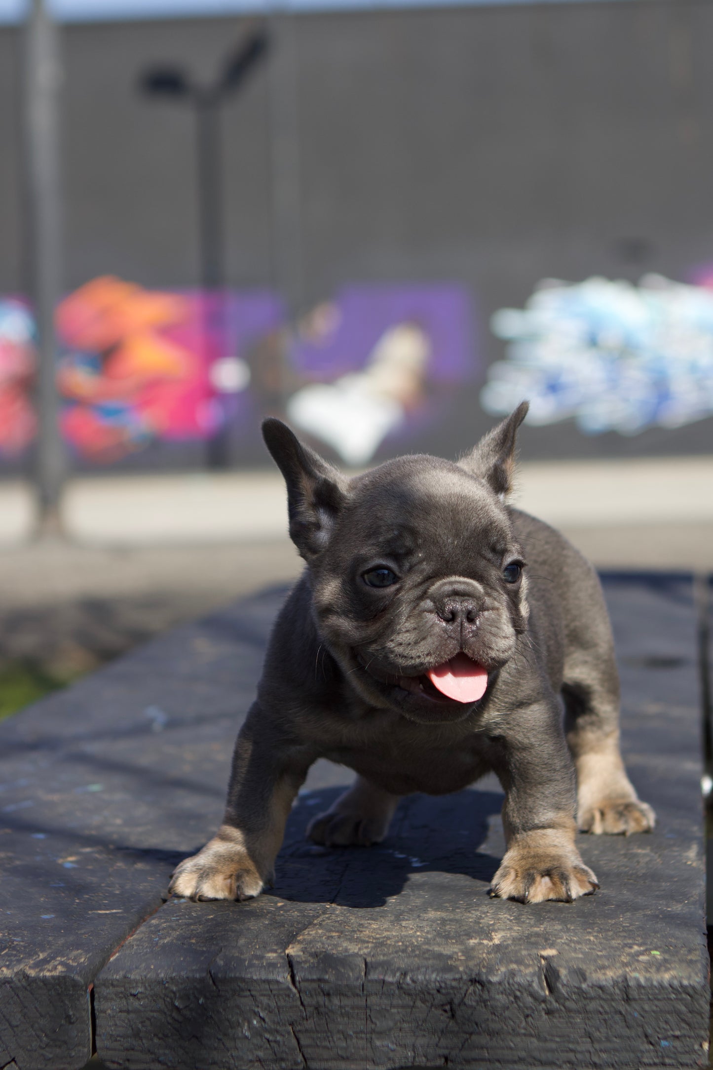 Beard-O Essentials French Bulldog puppy 🐶