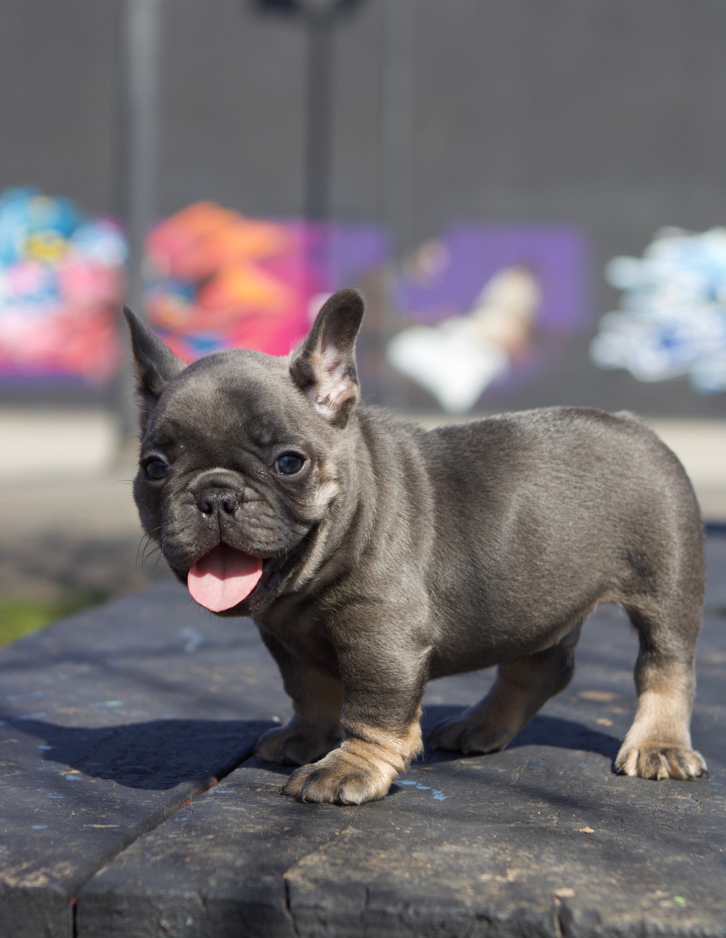 Beard-O Essentials French Bulldog puppy 🐶